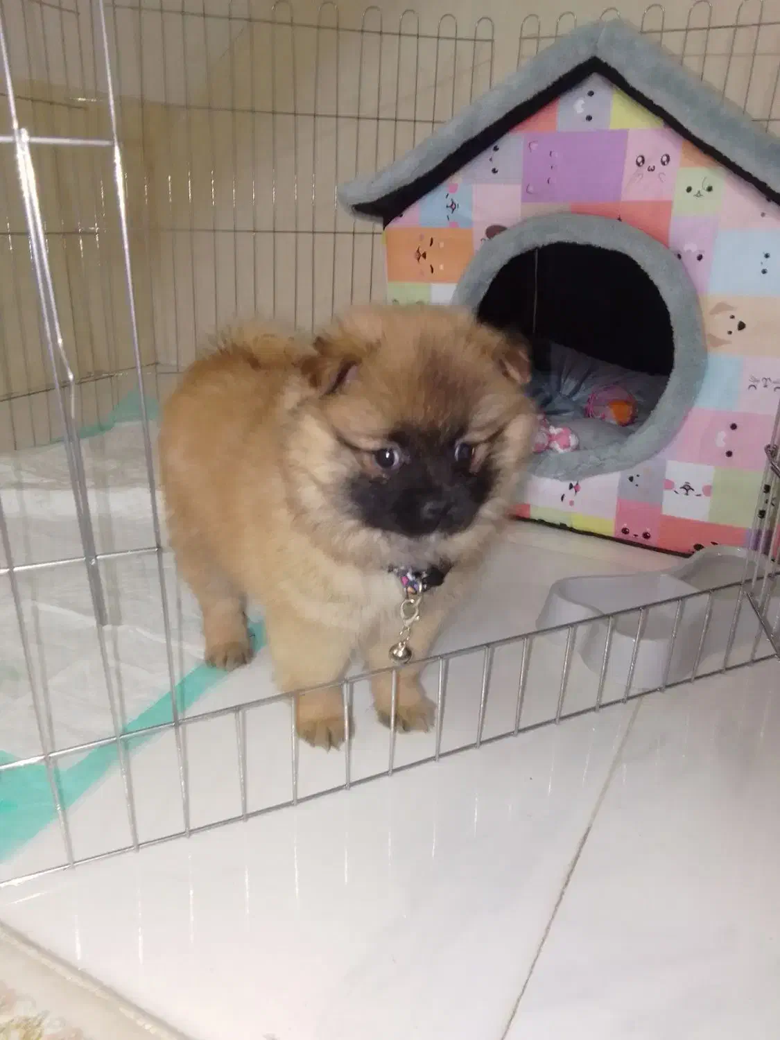 سگ پامر خیلی خیلی بازیگوش...|سگ|مشهد, کوی سیدی|دیوار