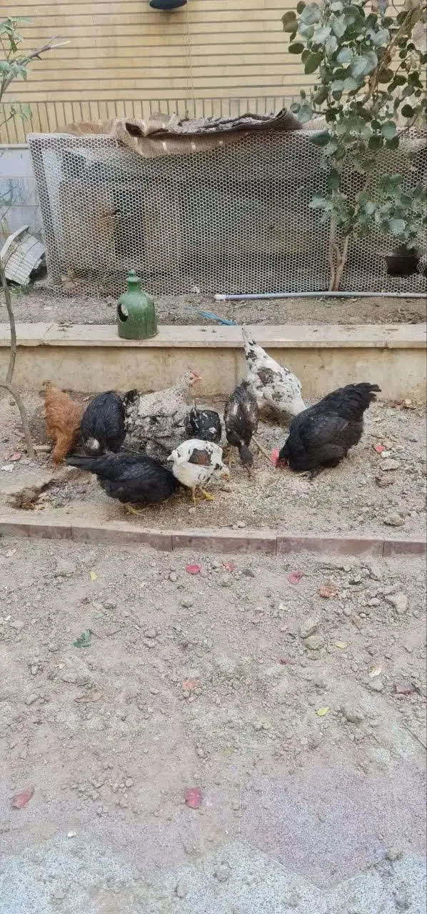 مرغ تخم گذار گلین|حیوانات مزرعه|قم, بنیاد|دیوار