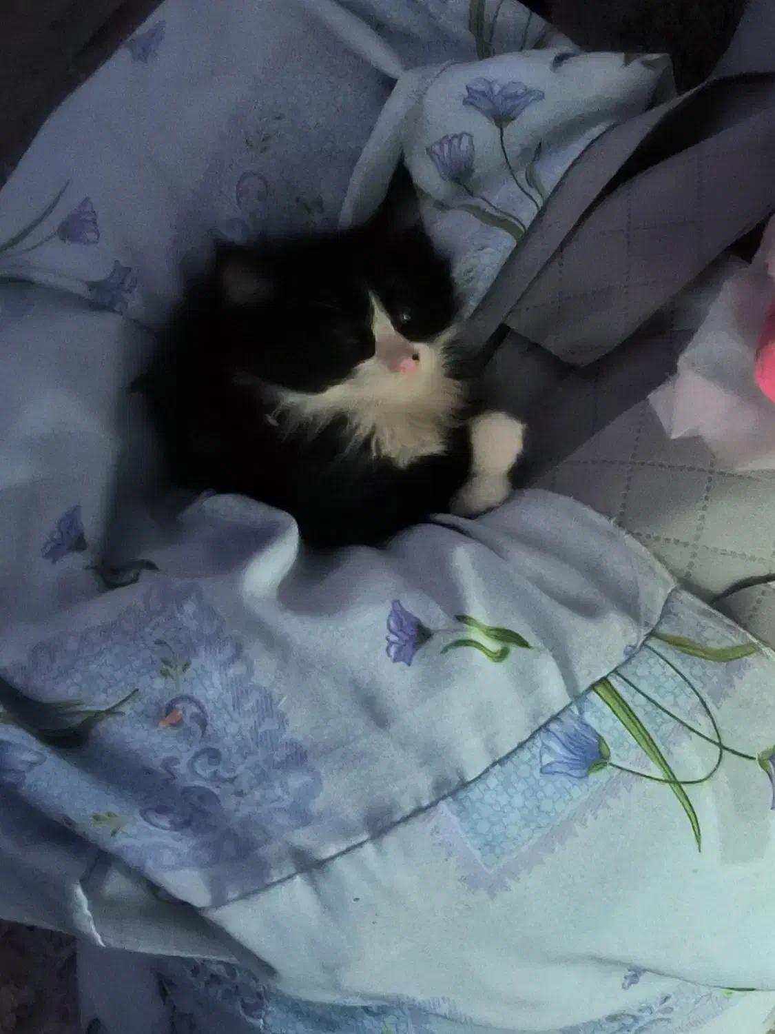 بچه گربه گم شده محدوده باغمیشه|حیوانات|تبریز, |دیوار