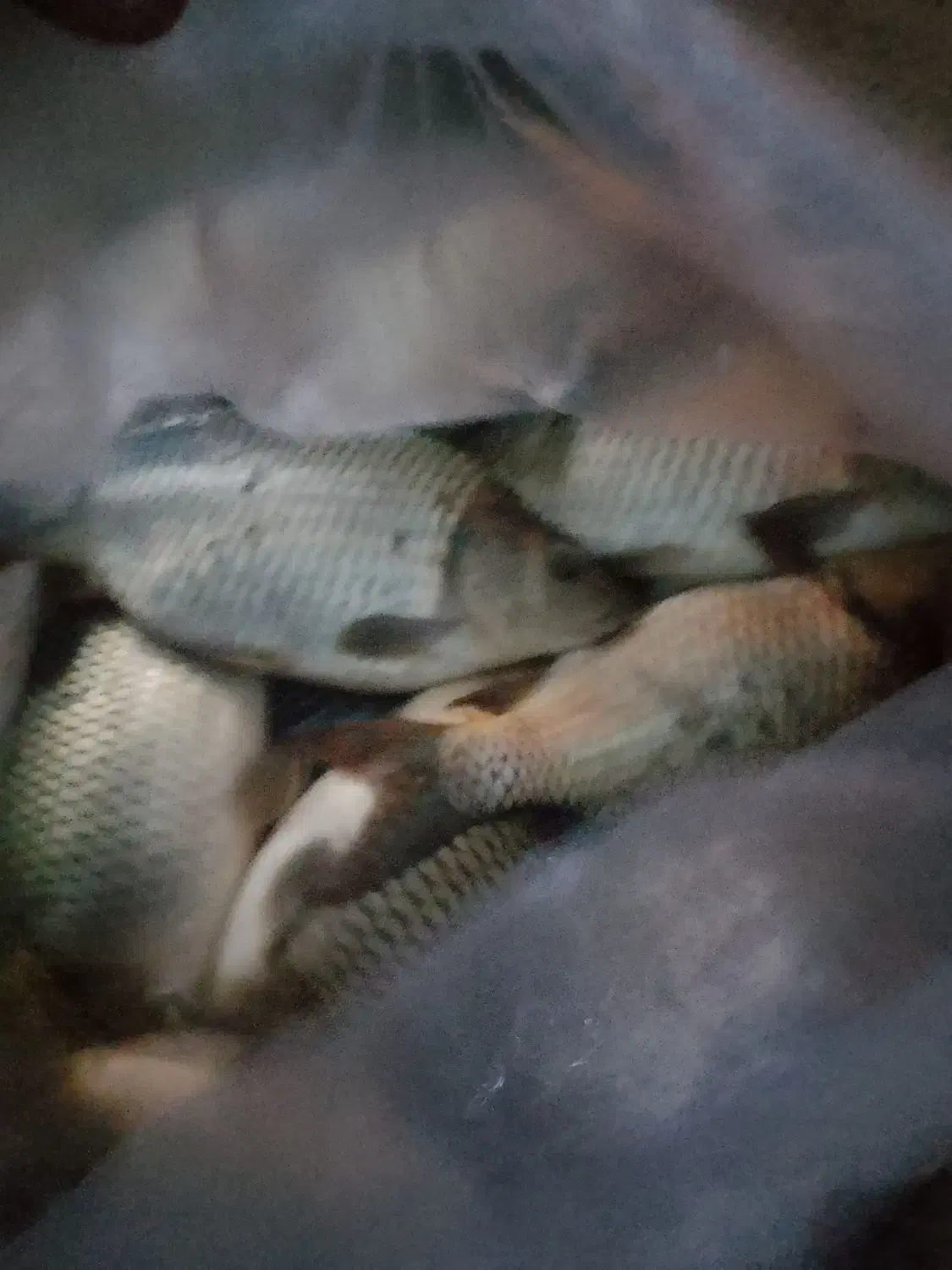 فروش ماهی کپور|ماهی|شوش, |دیوار