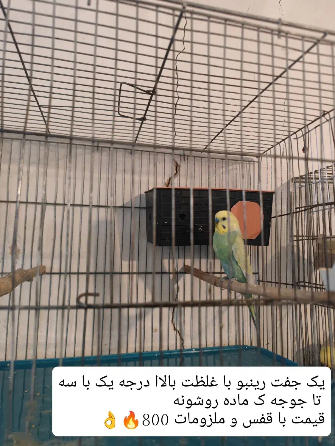 ده جفت مرغ عشق نژاد دار (حراج)|پرنده|پاوه, |دیوار