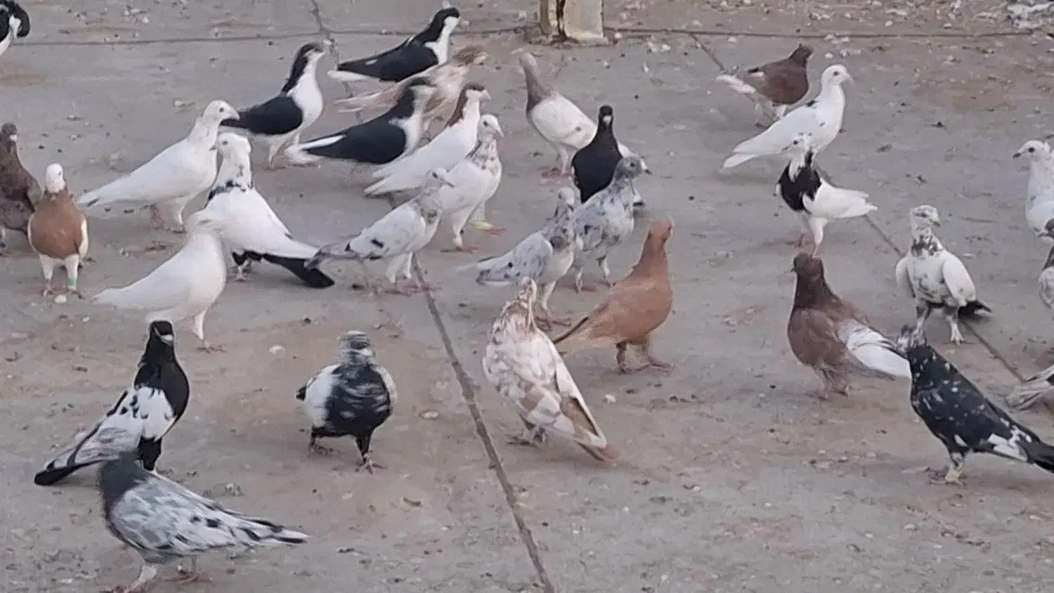 کبوتر رنگی پرشی|پرنده|تاکستان, |دیوار