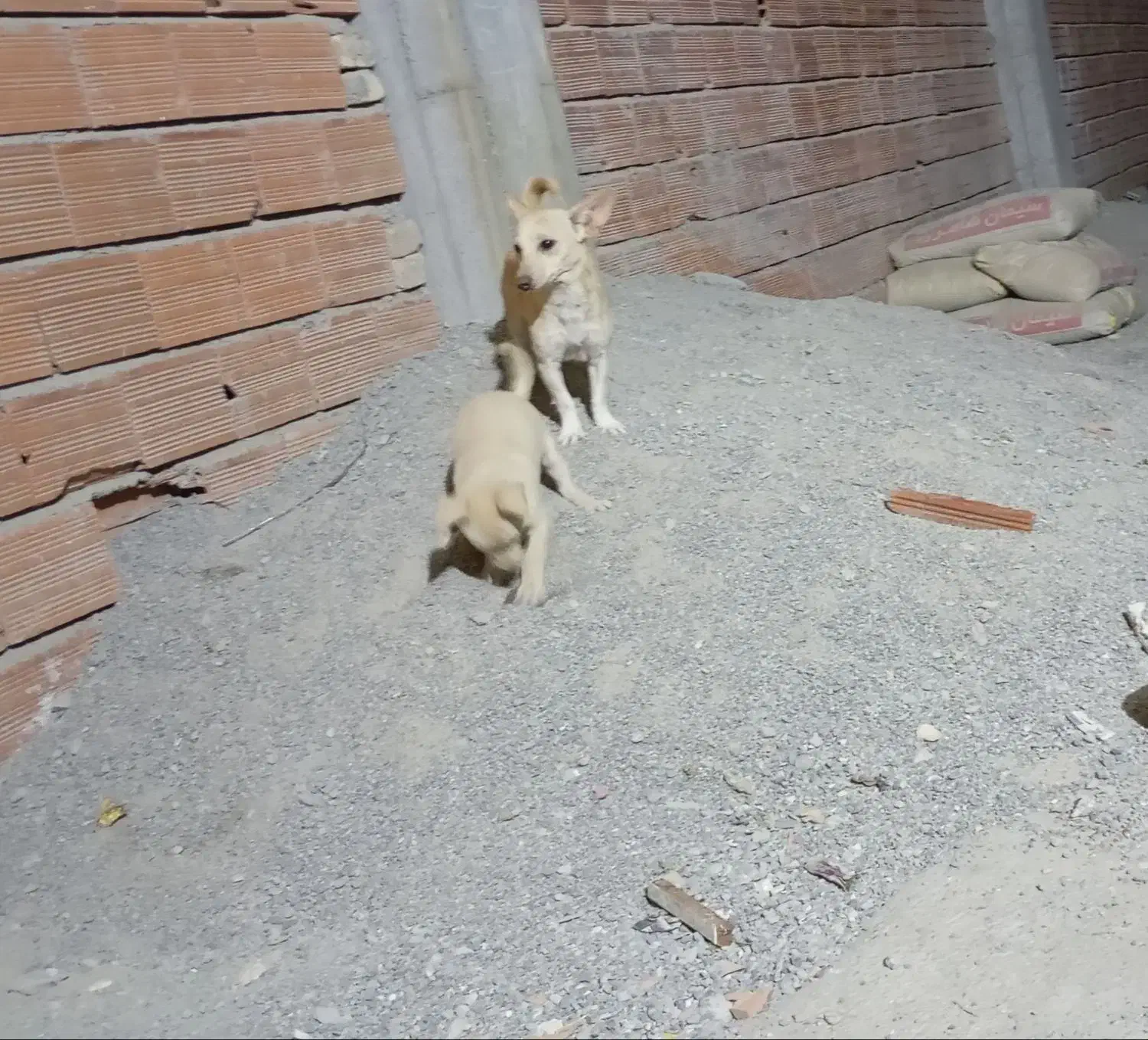 سگ پاکوتاه|سگ|آق قلا, |دیوار