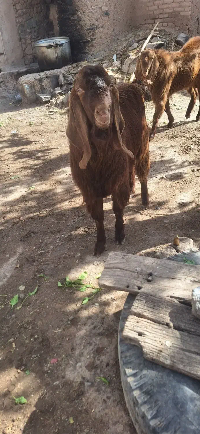 بزغاله|حیوانات مزرعه|سبزوار, قصبه غربی|دیوار