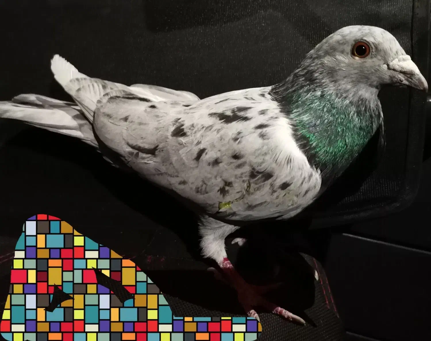 کبوتر سرور نر گرفتنی|پرنده|دیواندره, |دیوار