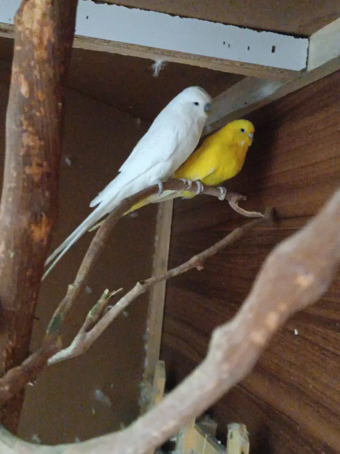 مرغ عشق انگلیسی خوش رنگ و بلند|پرنده|اردکان, |دیوار