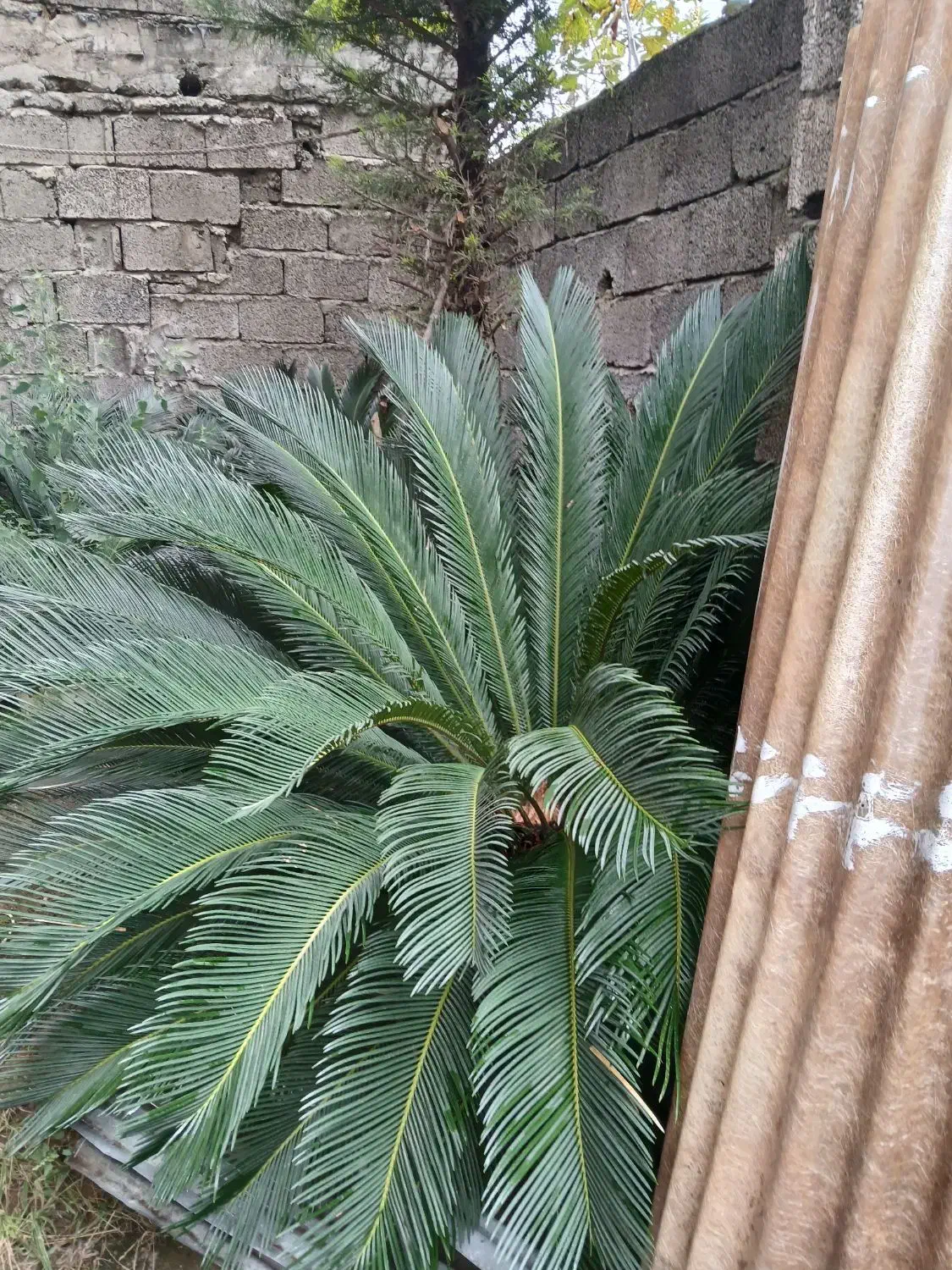 گل سیکاس ۱۵ ساله|گل و گیاه طبیعی|لاهیجان, حاجی آباد|دیوار