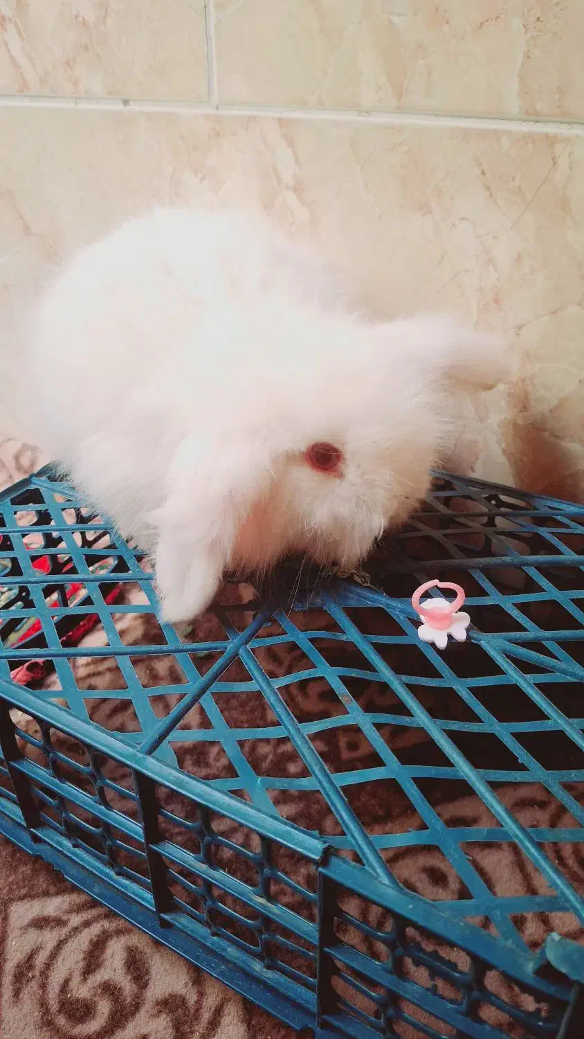 بچه خرگوش لوپ سفید چشم قرمز|موش و خرگوش|کرمان, |دیوار