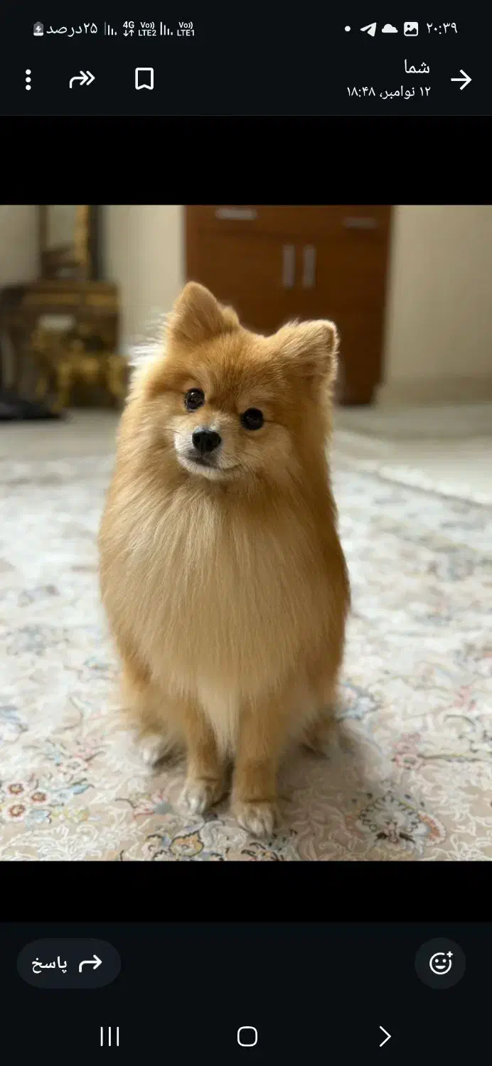 سگ پامر|سگ|ری, حمزه‌آباد|دیوار