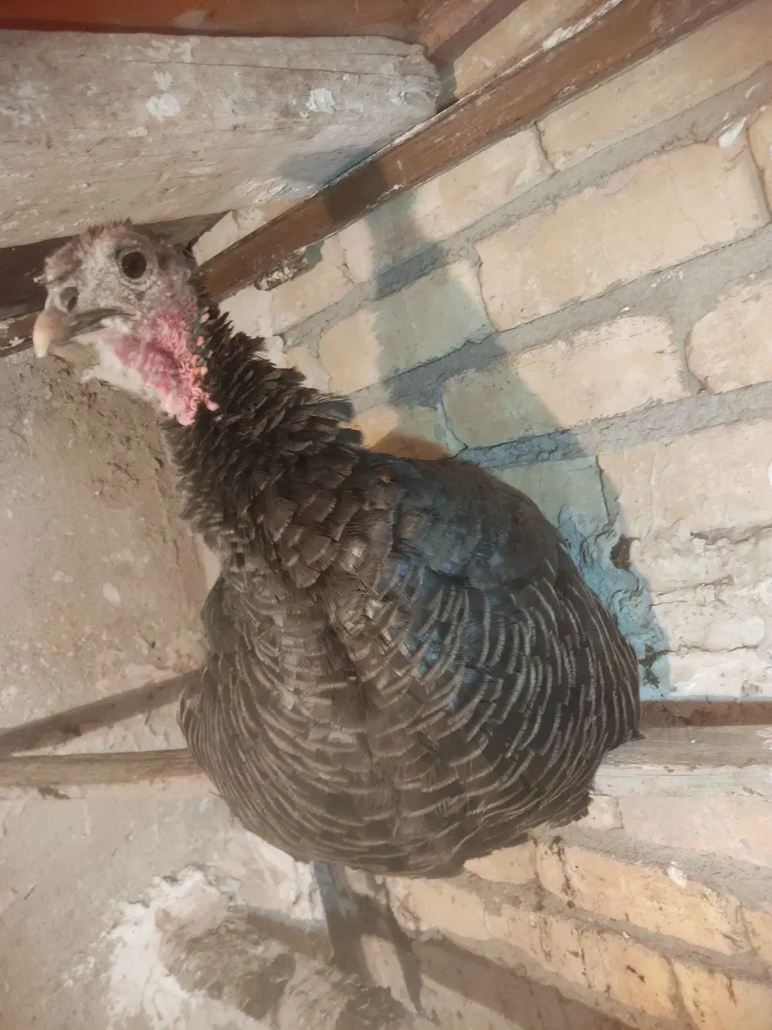 بوقلمون ارگانیک ماده|حیوانات مزرعه|رباطکریم, پیغمبر|دیوار