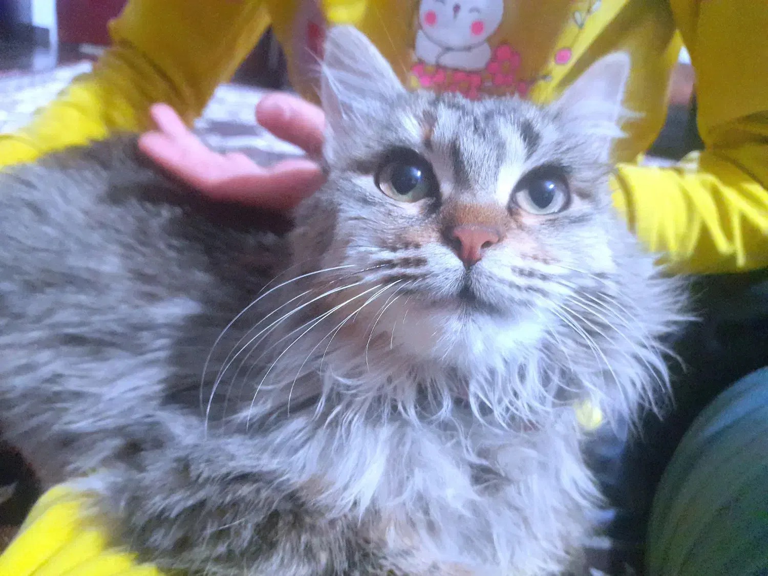 گربه گمشده|حیوانات|نوشهر, |دیوار