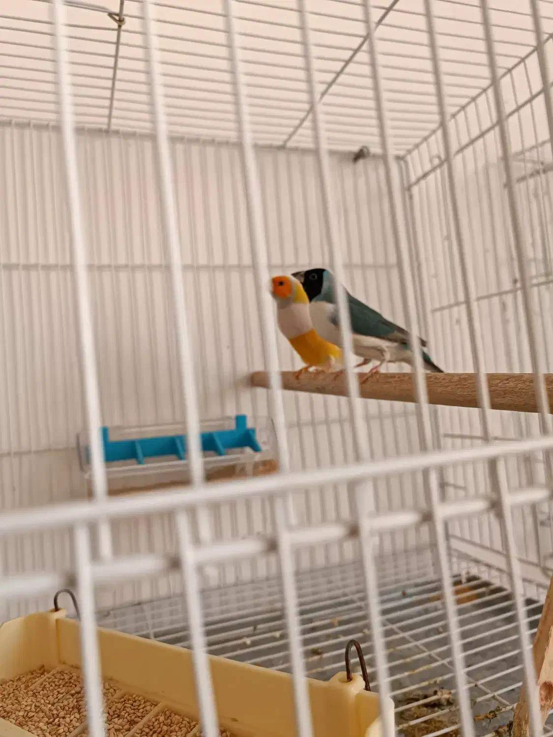 فنچ گلدین|پرنده|سبزوار, همت|دیوار