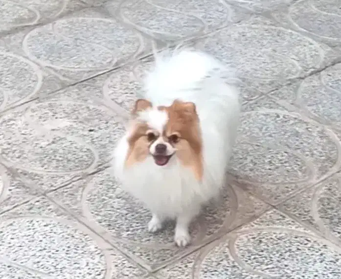 یک جفت پامر نر و ماده|حیوانات|فردیس, شهرک ناز|دیوار