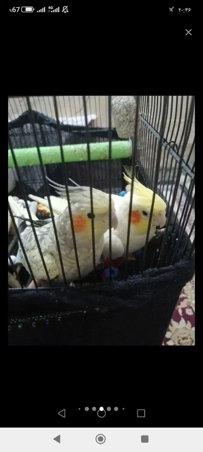 عروس هلندی جفت|پرنده|مشهد, تلگرد|دیوار