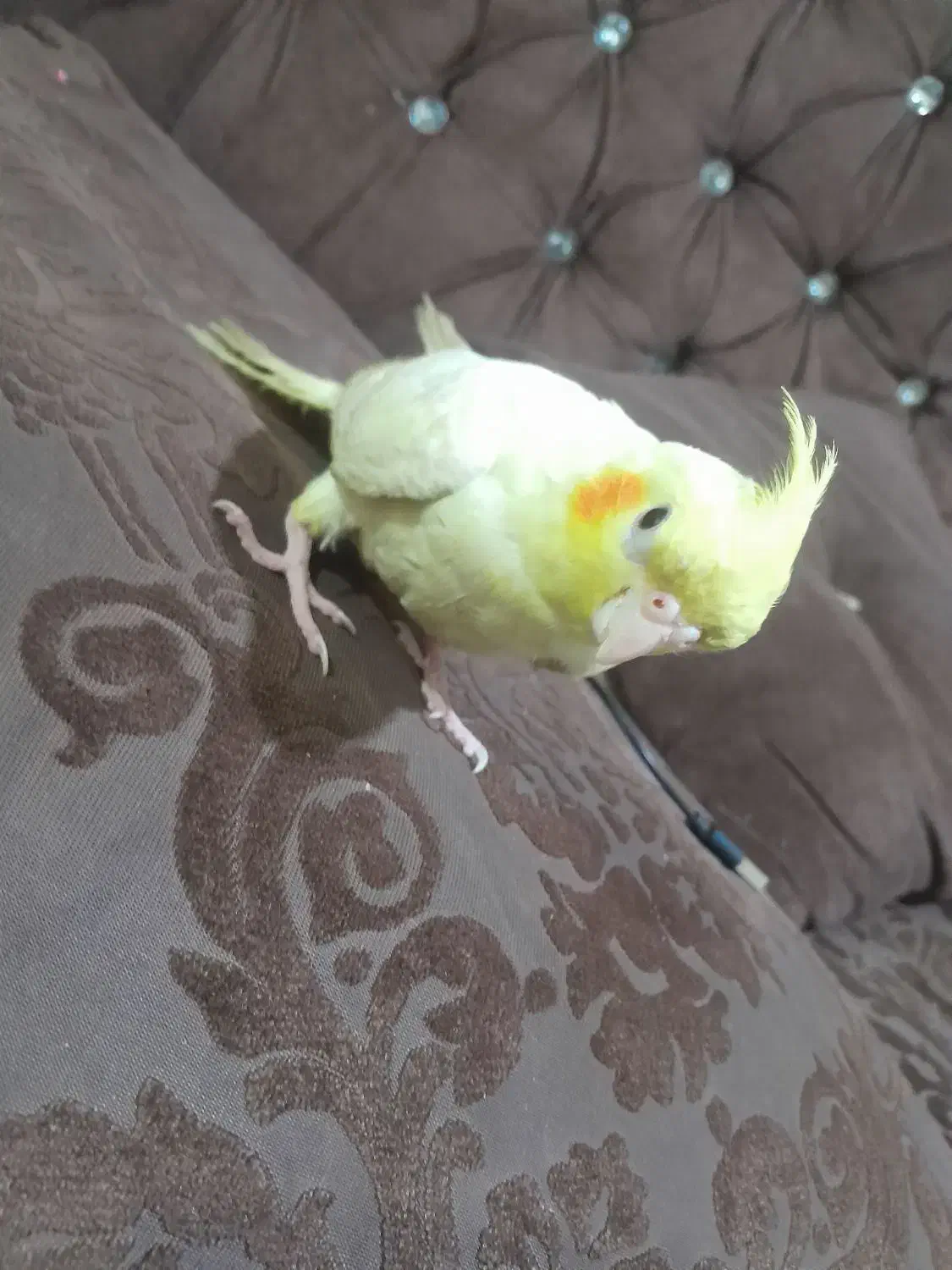 عروس هلندی لوتینو|پرنده|زهک, |دیوار