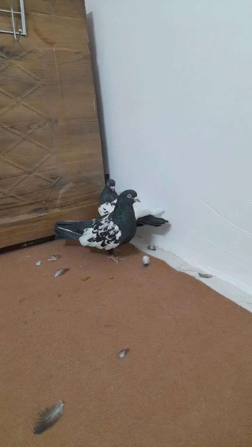 کبوترسینهایمعاوضهباجوجهمینا|پرنده|یزد, |دیوار