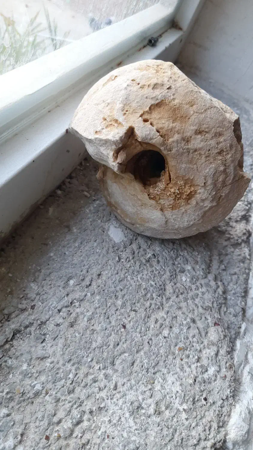 فسیل حلزون|کلکسیون اشیاء عتیقه|زرقان, |دیوار