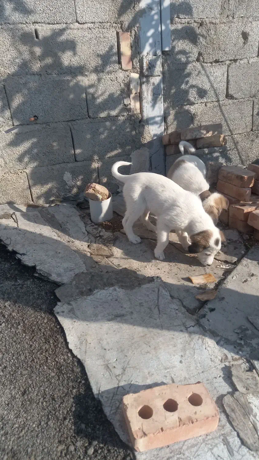 توله سگ|سگ|اهر, |دیوار