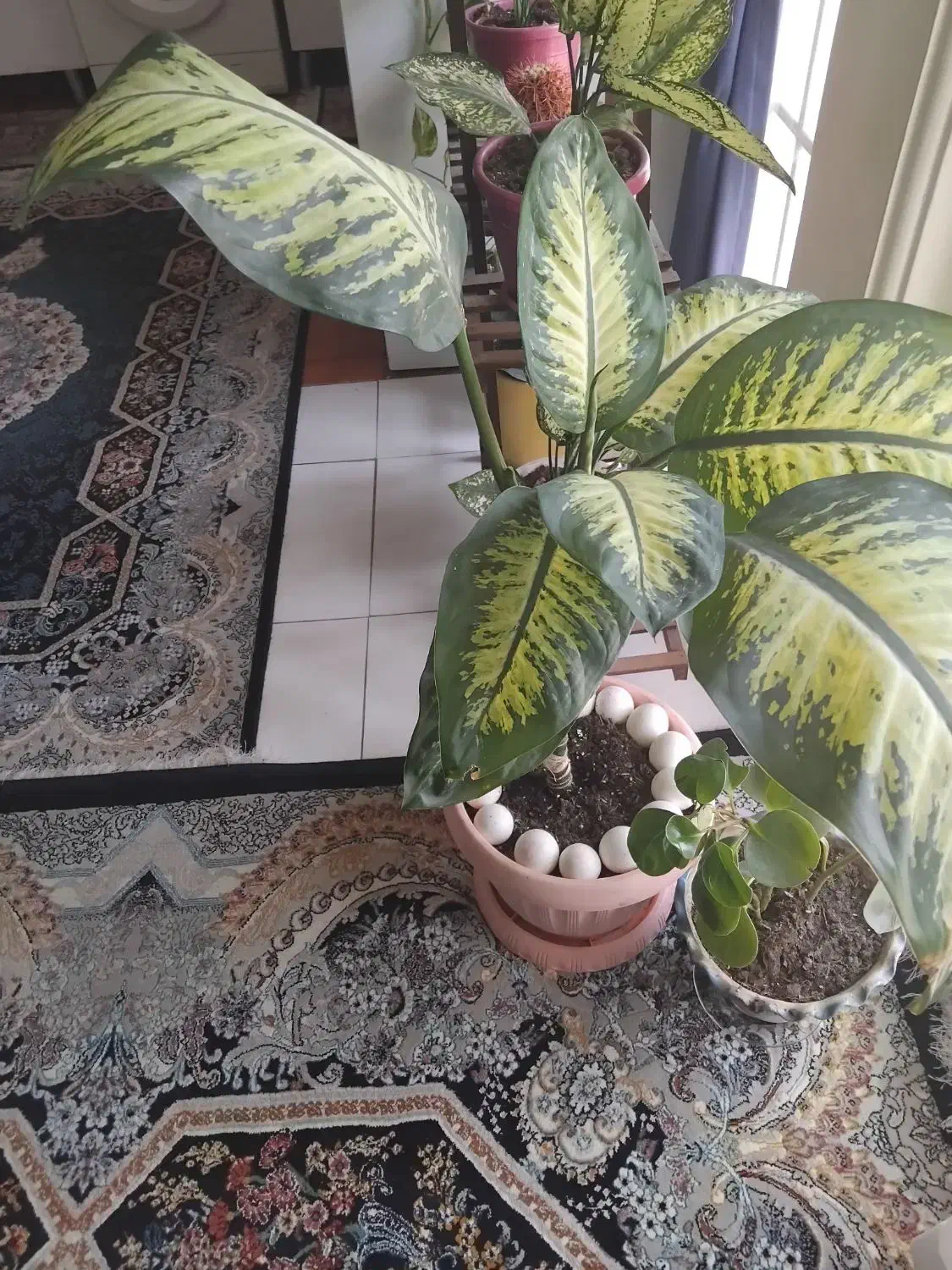 گل طبیعی دیفن باخیا|گل و گیاه طبیعی|تهران, یوسف‌آباد|دیوار