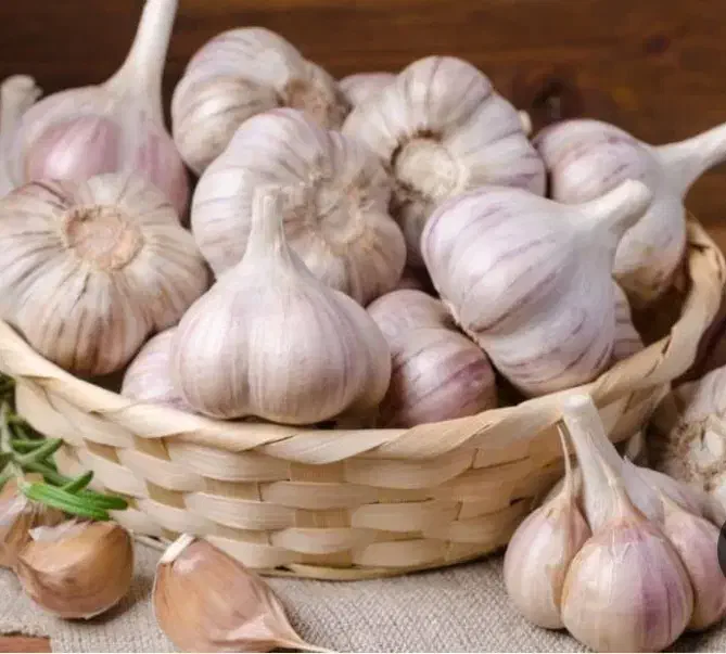 سیر برا کاشت سیر همدان|خوردنی و آشامیدنی|رزن, |دیوار