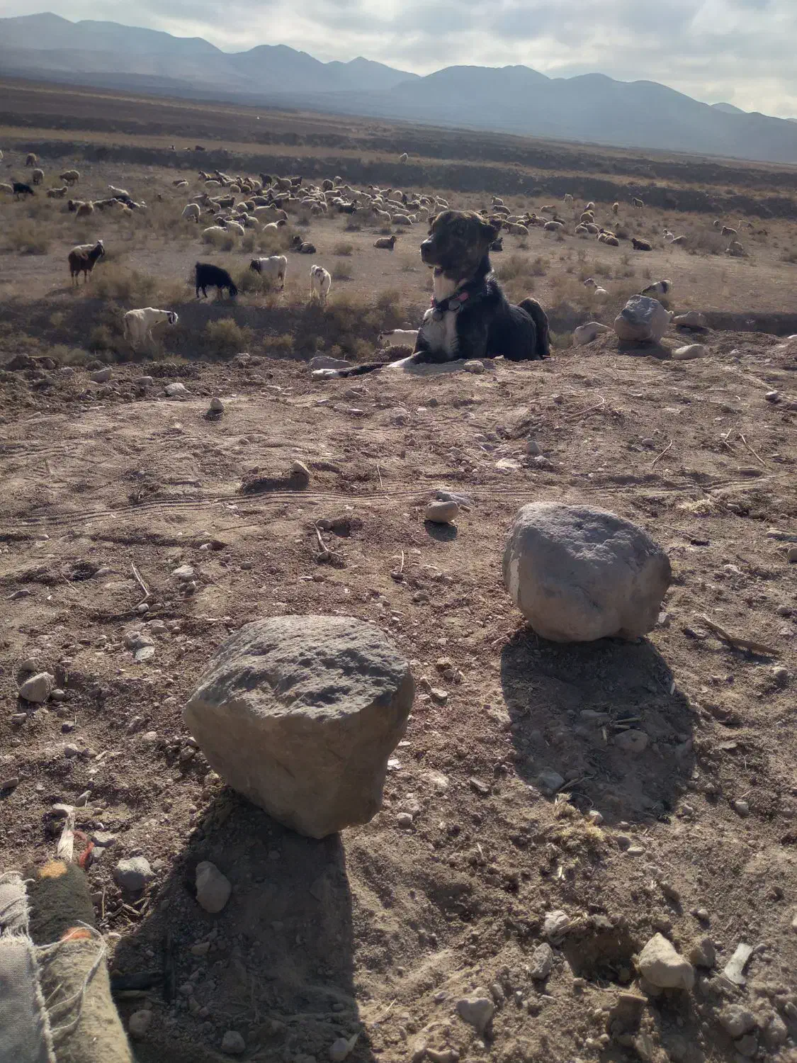 دل به شرط میدم گوسفندی|سگ|قوچان, |دیوار