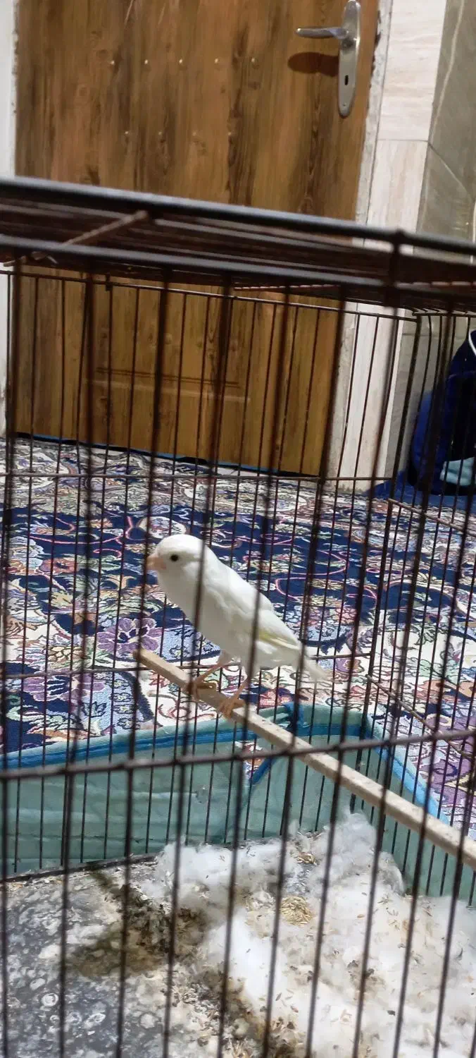 قناری ماده|پرنده|پاکدشت, پاکدشت (مامازند)|دیوار