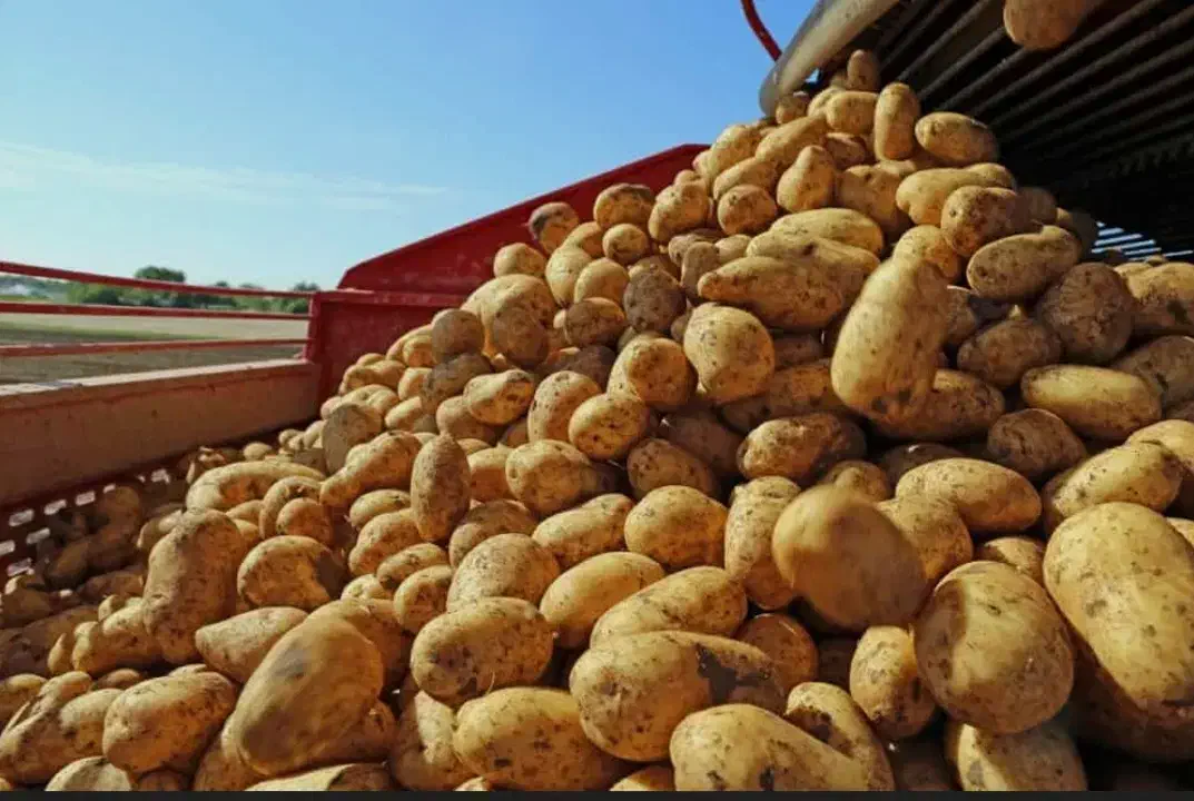 سیب زمینی|عمده‌فروشی|اردبیل, |دیوار