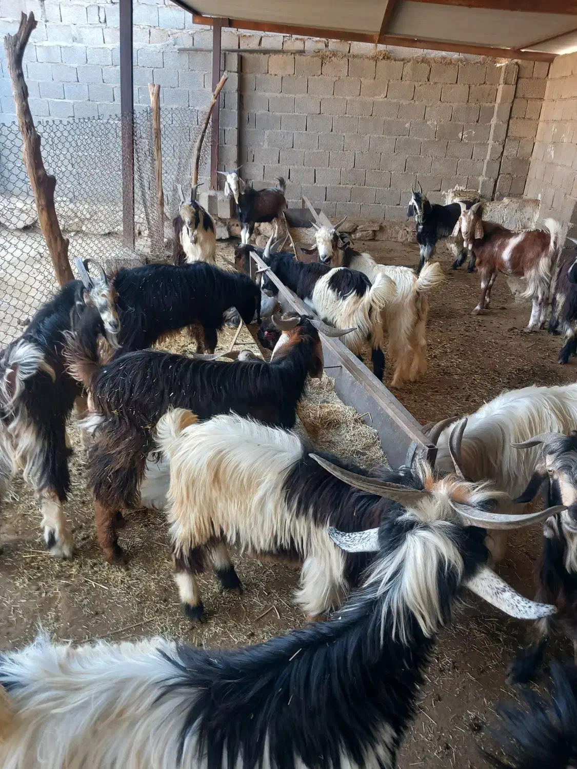 کهره نر|حیوانات مزرعه|بندر گناوه, |دیوار