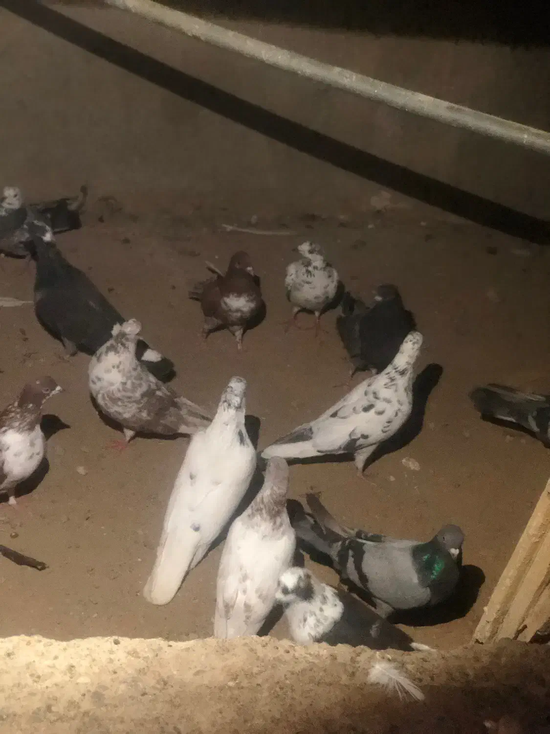 کیوتر|پرنده|انزل, |دیوار