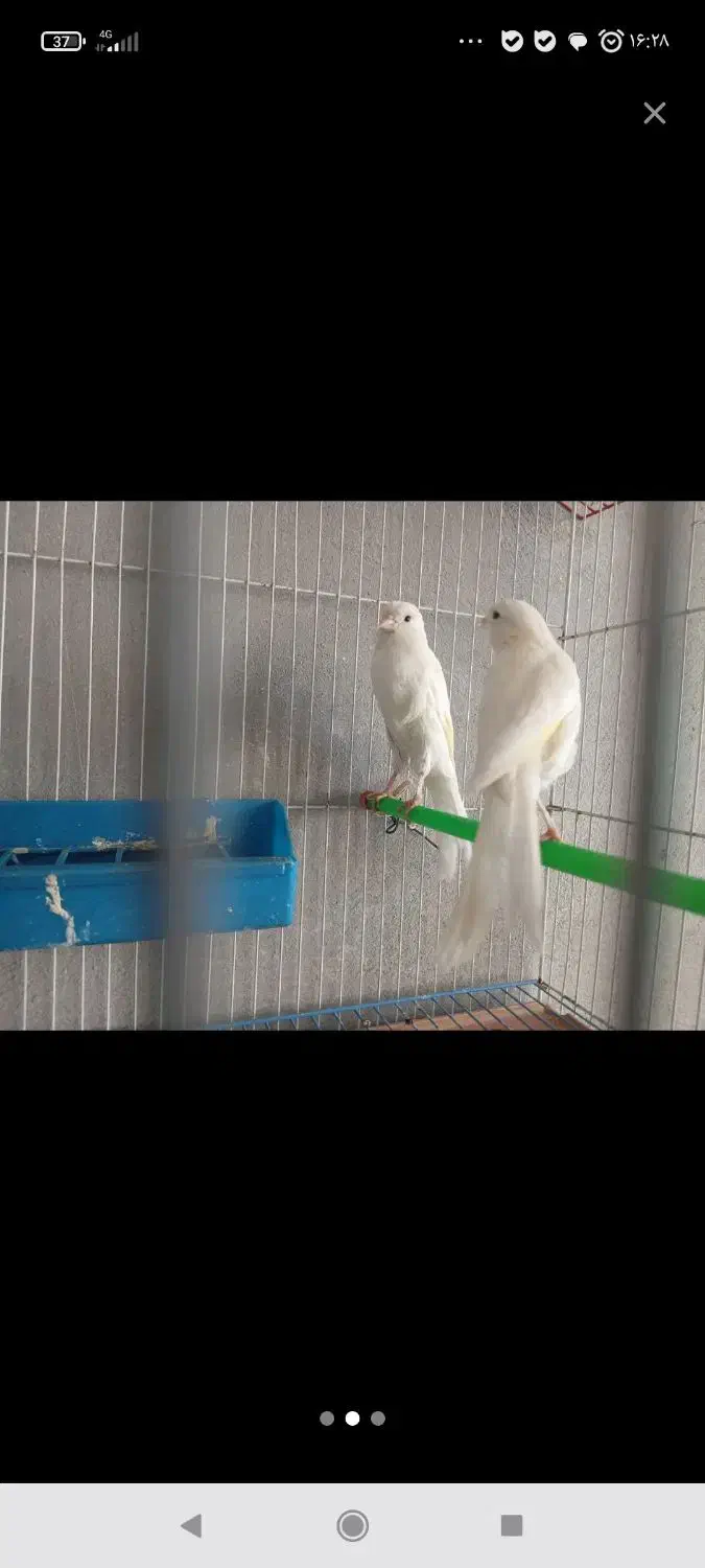 قناری سوپر رسمی نر وماده در نی ریز|پرنده|نی‌ریز, |دیوار