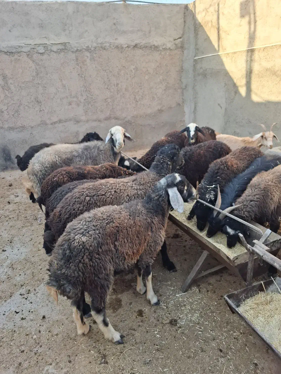 بزغاله و بره|حیوانات مزرعه|گرمسار, |دیوار