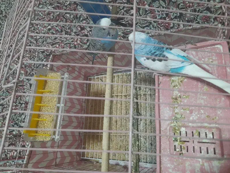 جفت مرغ عشق|پرنده|چترود, |دیوار