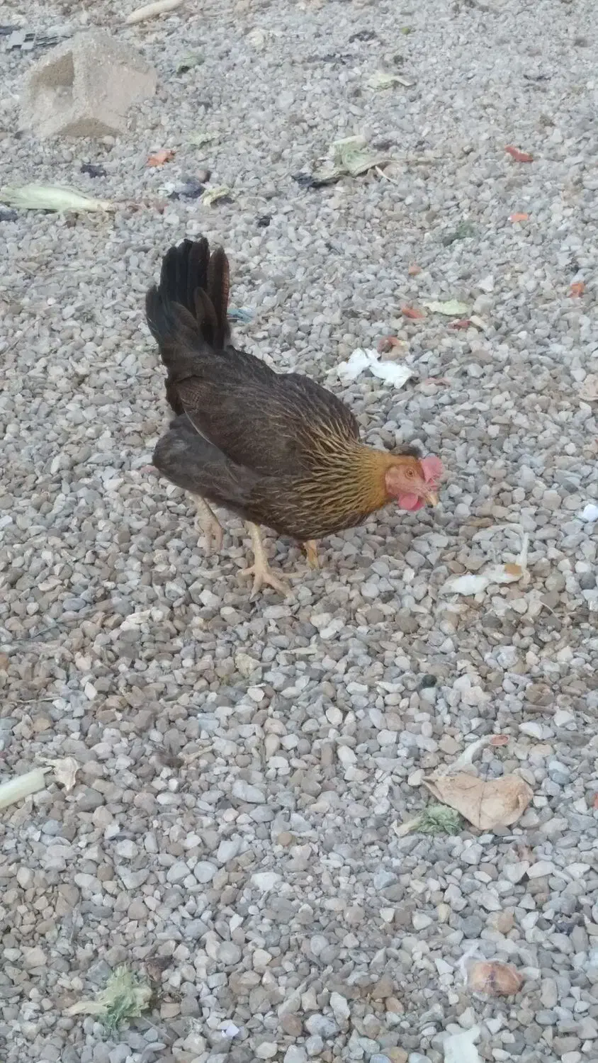 مرغ سرحال چاق و چله|حیوانات مزرعه|بندر ماهشهر, |دیوار