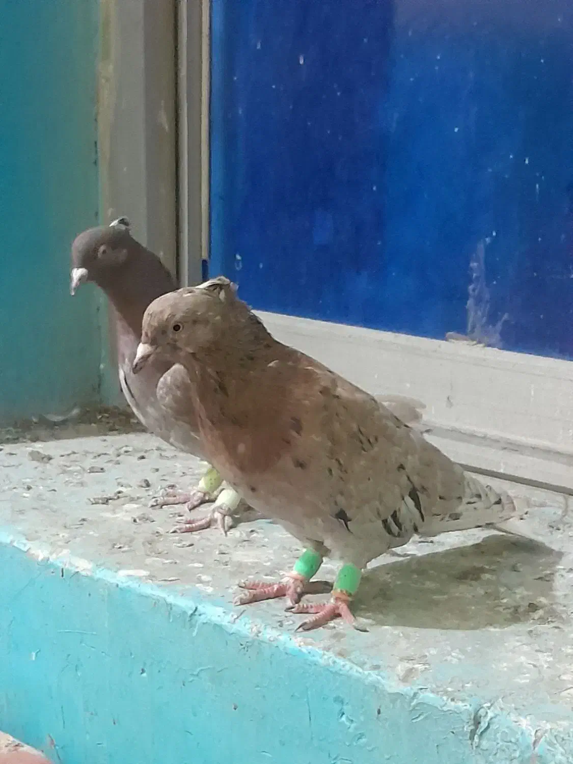 جفت دم سفید|پرنده|برازجان, |دیوار