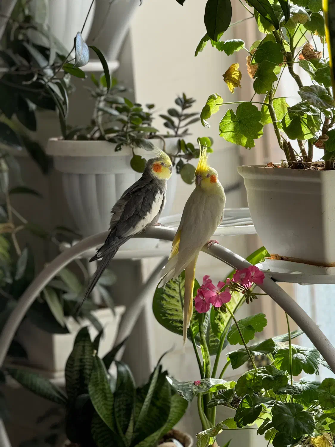 عروس هلندی|پرنده|بافت, |دیوار