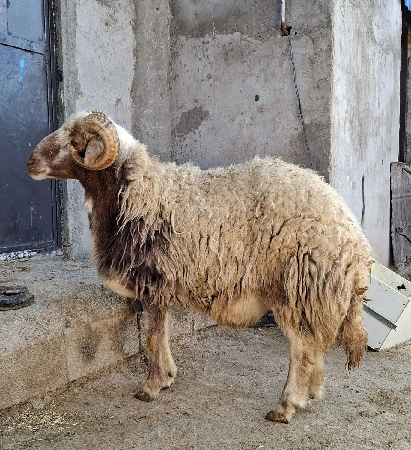 قوچ لای سه شیره|حیوانات مزرعه|کوهدشت, |دیوار