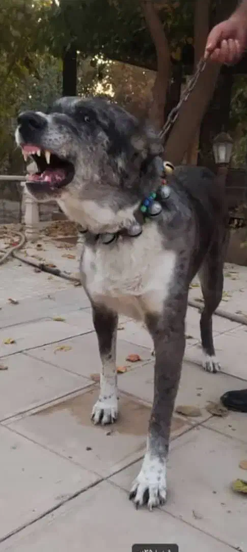 واگذاری سگ افغان 3ساله|سگ|مشهد, کوشک مهدی|دیوار