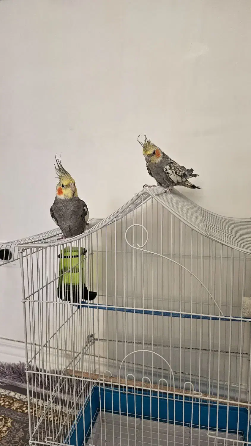 عروس هلندی|پرنده|پیرانشهر, |دیوار