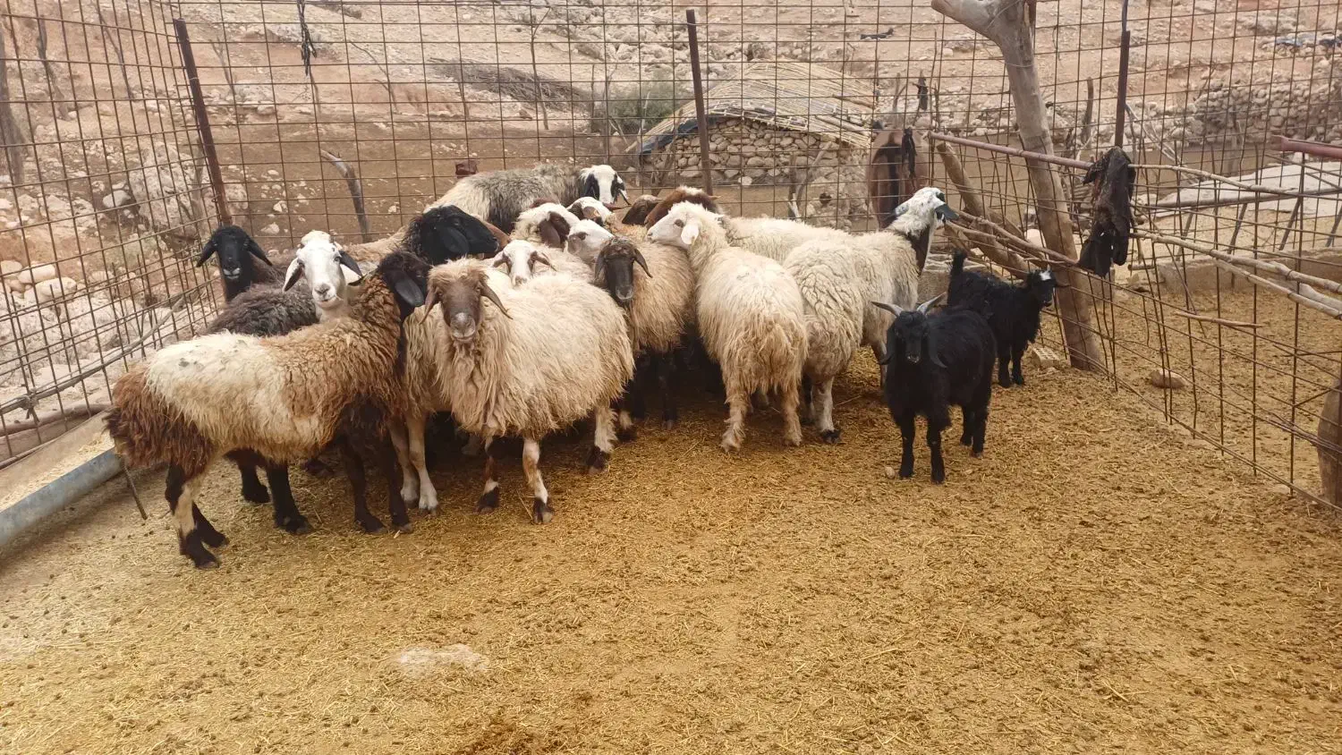 میش|حیوانات مزرعه|اندیمشک, |دیوار