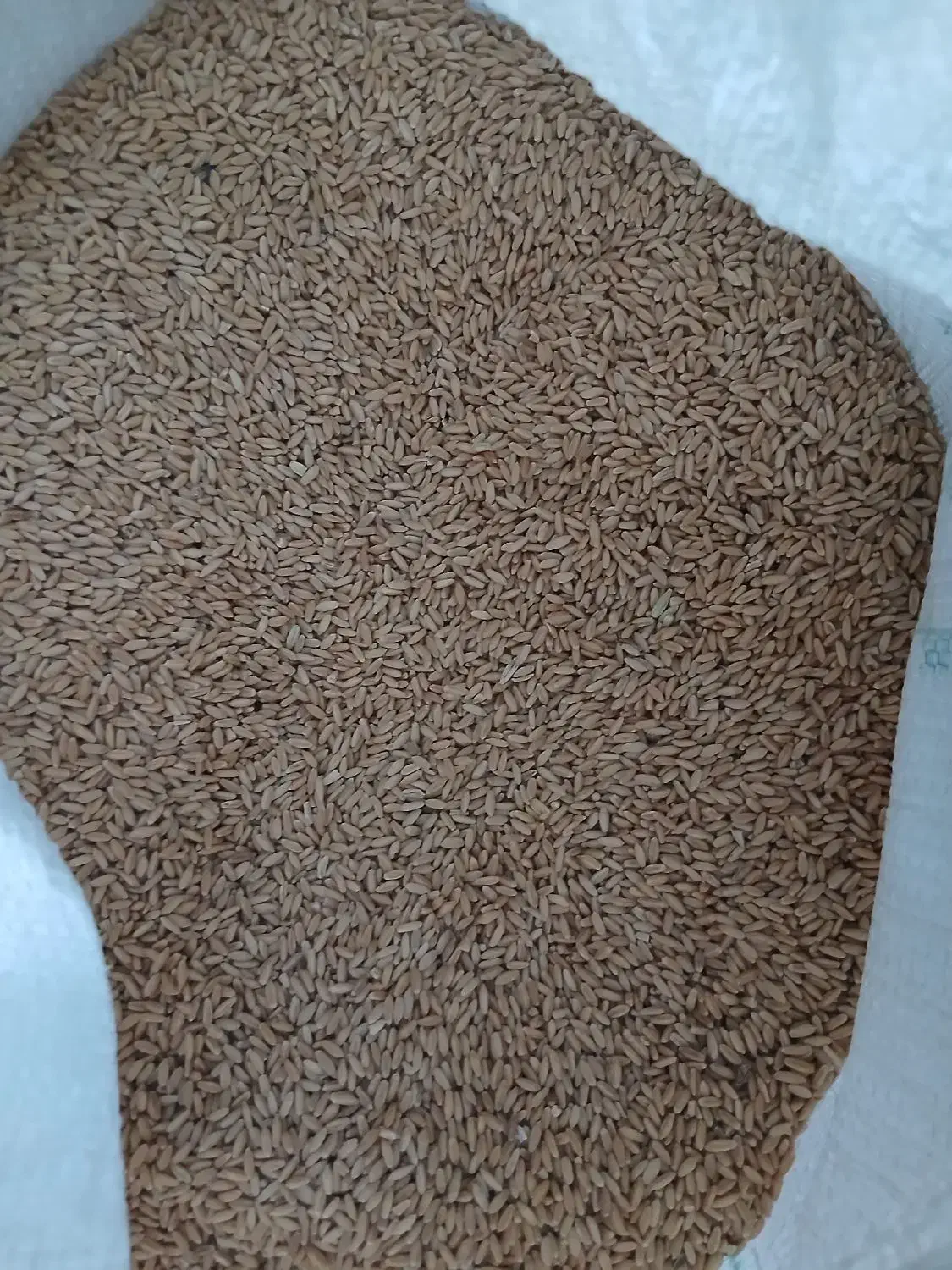 گندم درجه یک صدرا بسیار عالی بوجاری شده|عمده‌فروشی|شراء, |دیوار