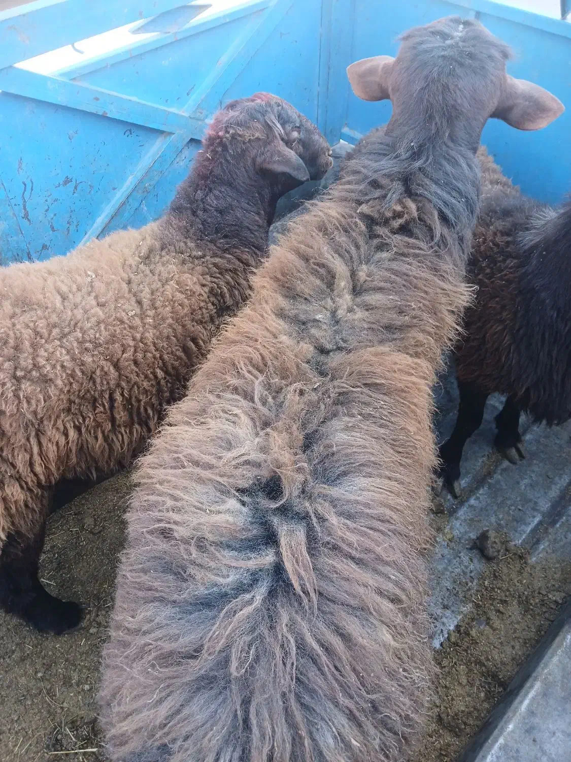 بره نر   چاق کشتاری|حیوانات مزرعه|نیشابور, مازول|دیوار