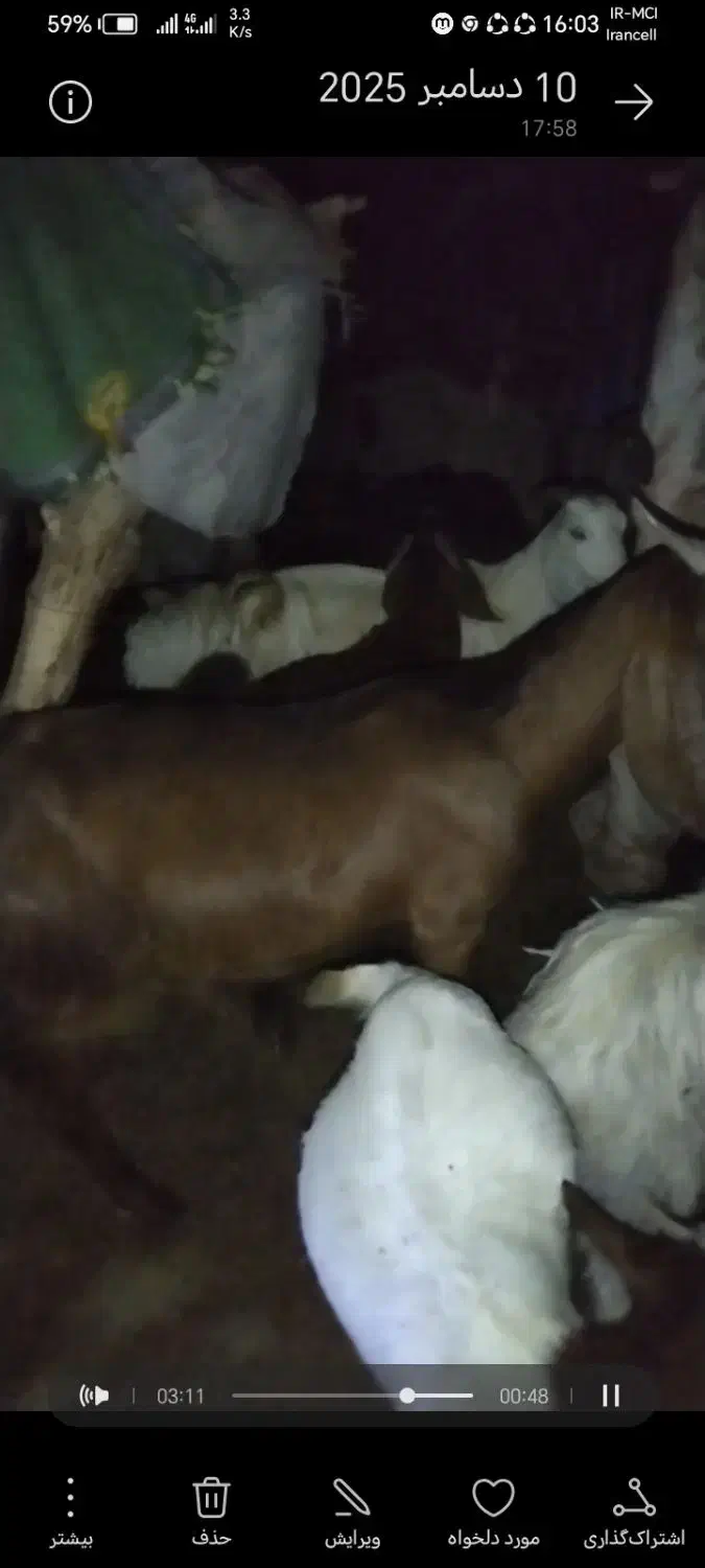 فروش گوسفند پاکستانی|حیوانات مزرعه|رودان, |دیوار