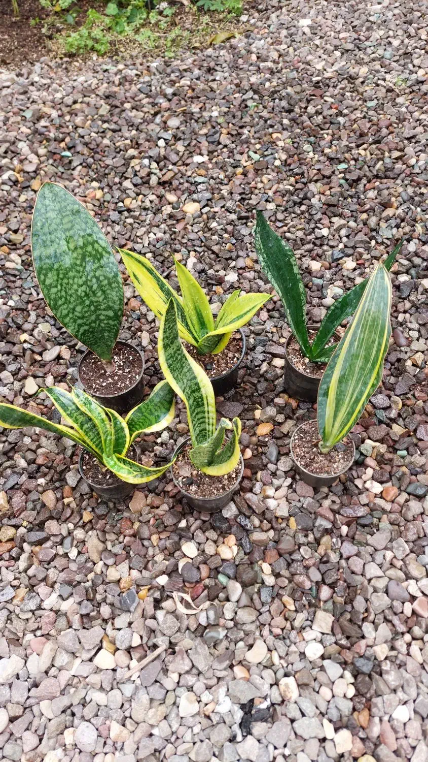 سانسوریا|گل و گیاه طبیعی|رشت, کوی طالقانی|دیوار