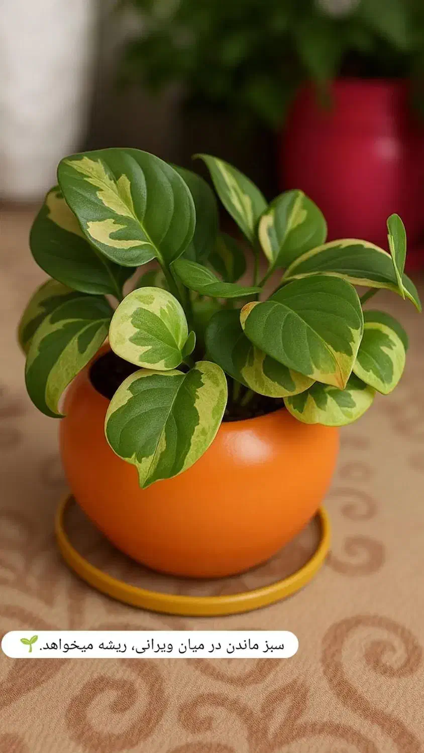 فروش گیاه آپارتمانی|گل و گیاه طبیعی|زهک, |دیوار