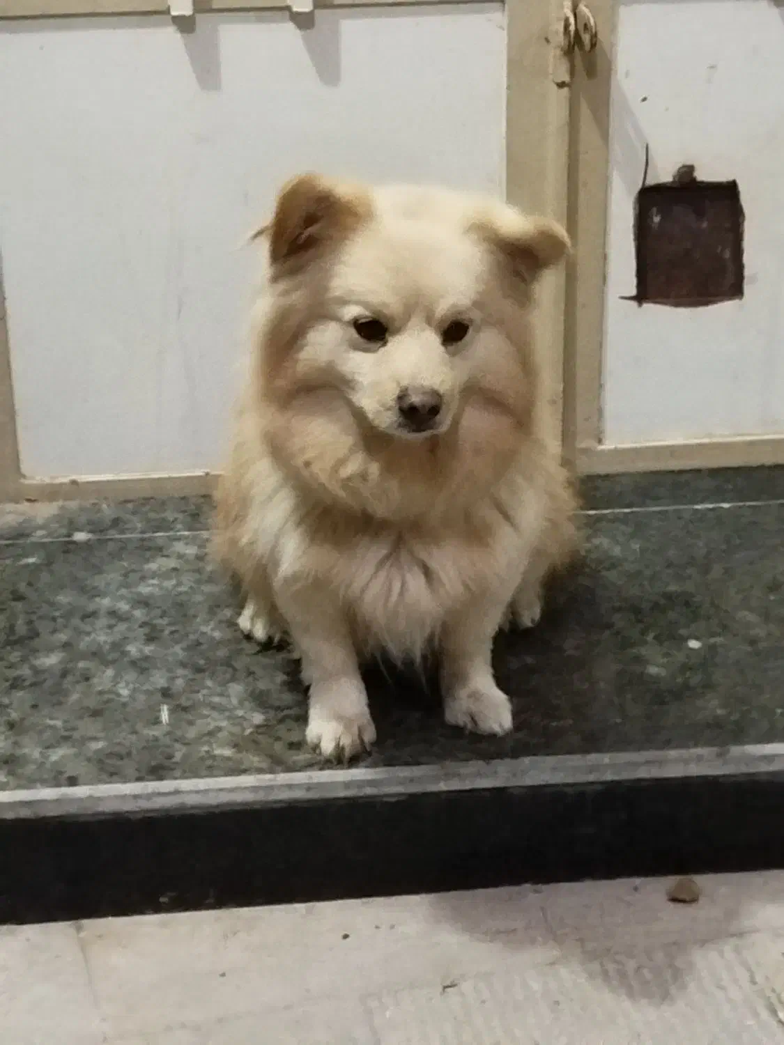 پاکوتاه گم شده|سگ|بناب, |دیوار