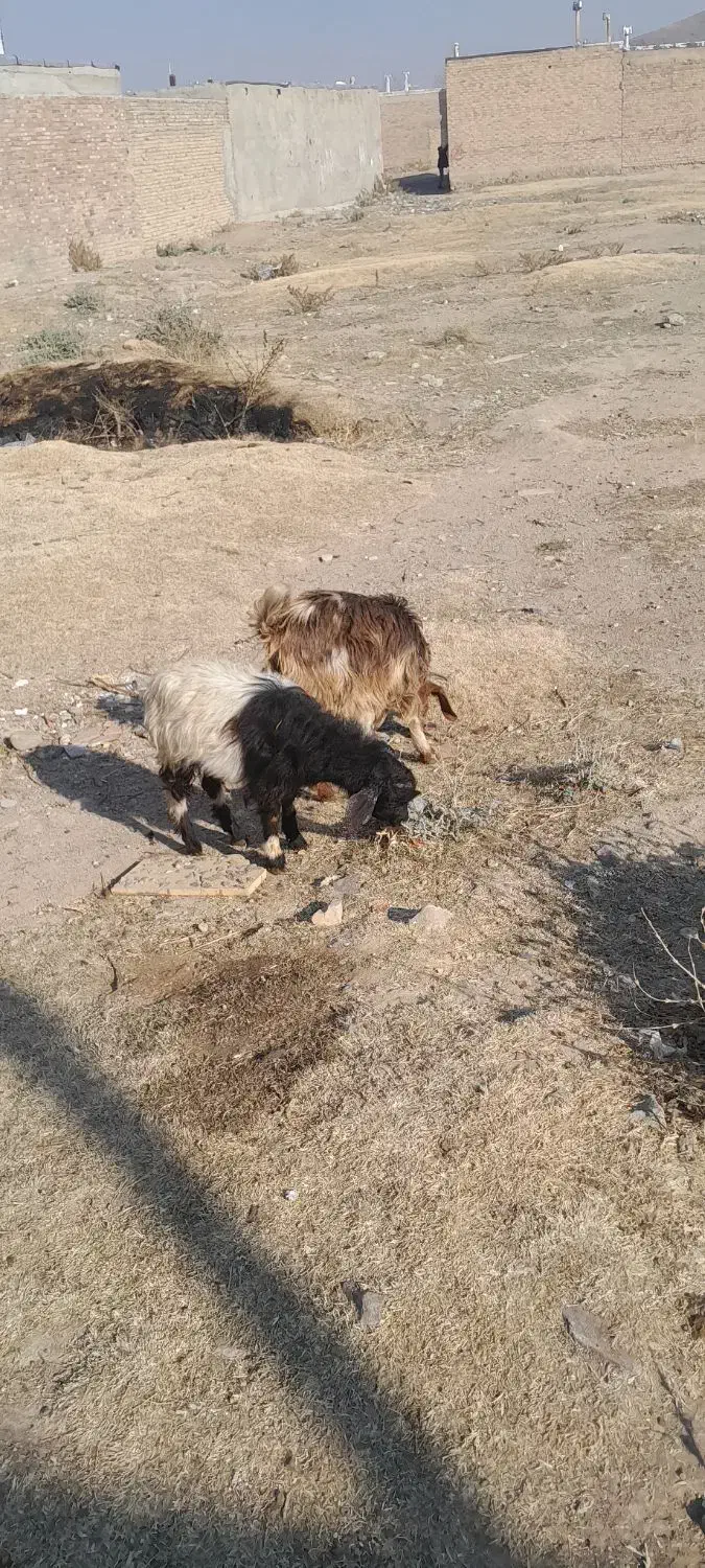 بزغاله نر دوعدد|حیوانات مزرعه|اهر, |دیوار