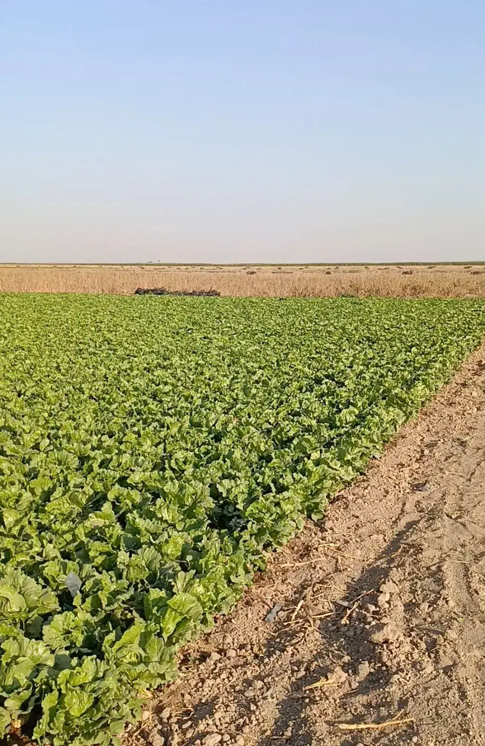 اجاره ۴۰ هکتار زمین کشاورزی برای کاشت کلم|اجارهٔ دفتر صنعتی، کشاورزی، تجاری|بشاریات, |دیوار