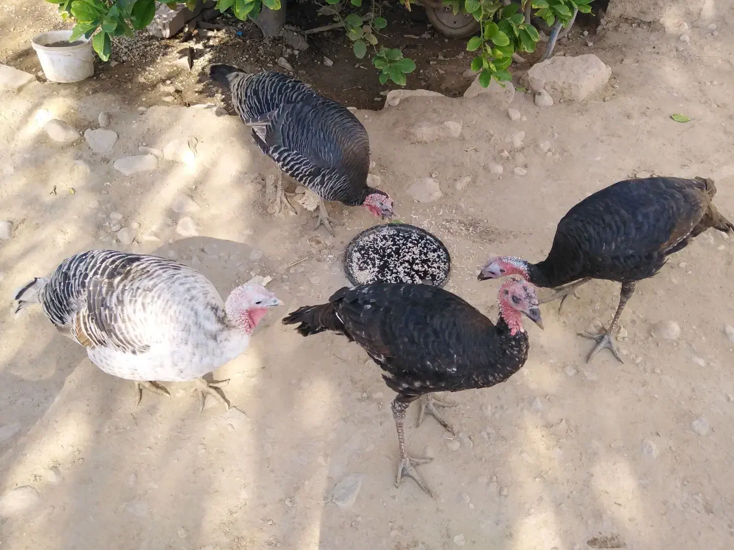 بوقلمون|حیوانات مزرعه|جره و بالاده, |دیوار