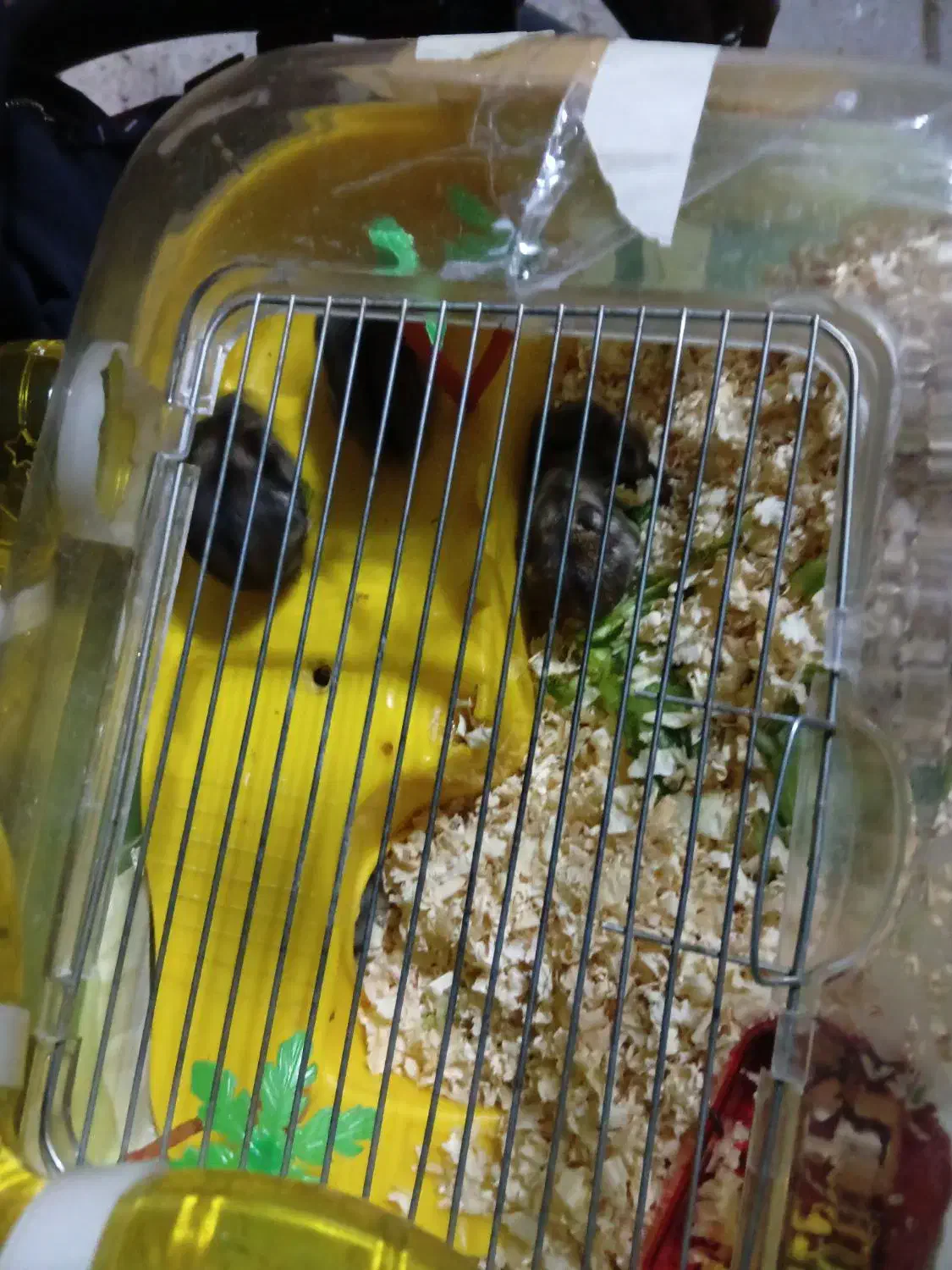 همستر|موش و خرگوش|تهران, قیام|دیوار