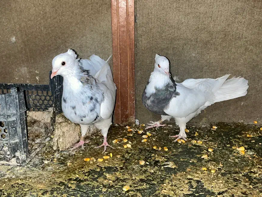 کبوتر پلاکی|پرنده|شهرضا, |دیوار